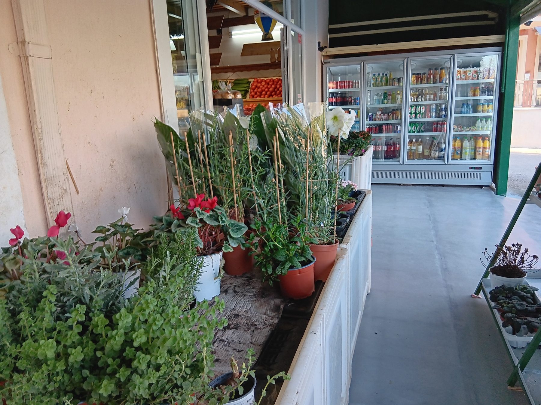 Φυτά και λουλούδια