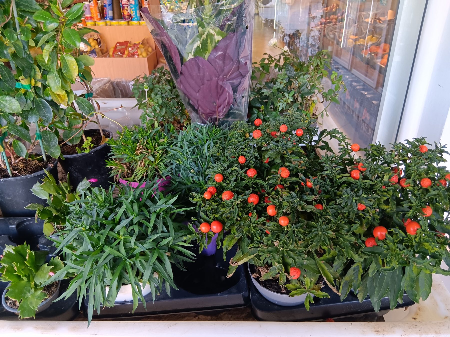 Φυτά και είσοδος